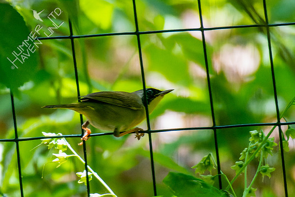 5-8-23 Common Yellowthroat