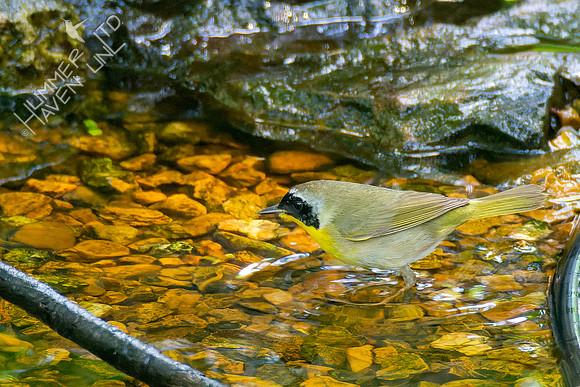 5-8-23 Common Yellowthroat