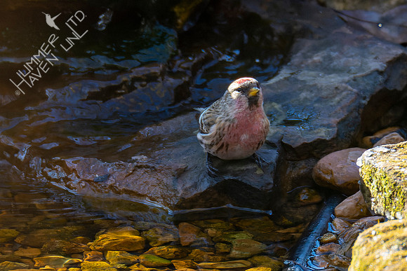 1-29-22 Common Redpoll