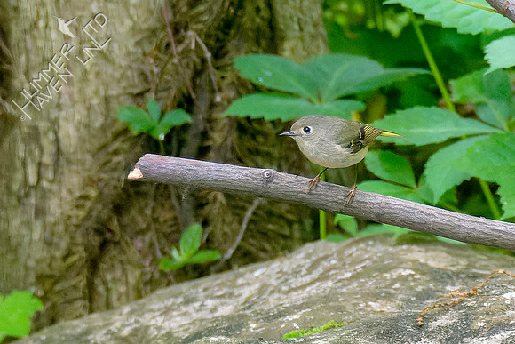 5-9-23 Ruby-crowned Kinglet