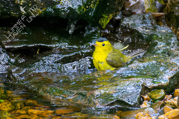 5-8-23 Wilson's Warbler