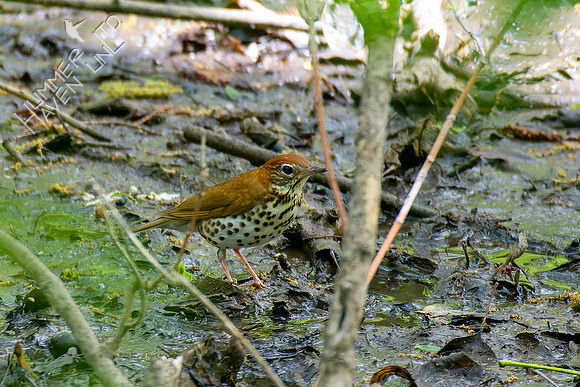 5-4-23 Wood Thrush