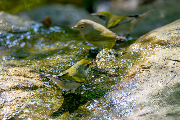 9-14-26 Nashville and two Golden-winged Warblers