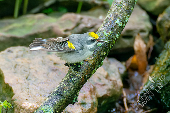 5-7-23 Golden-winged Warbler female