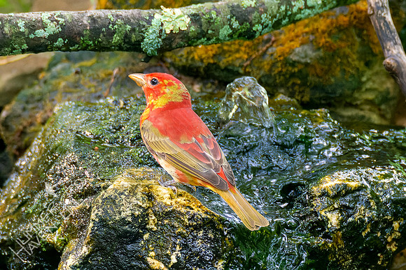 5-7-23 Summer Tanager 1st spring male