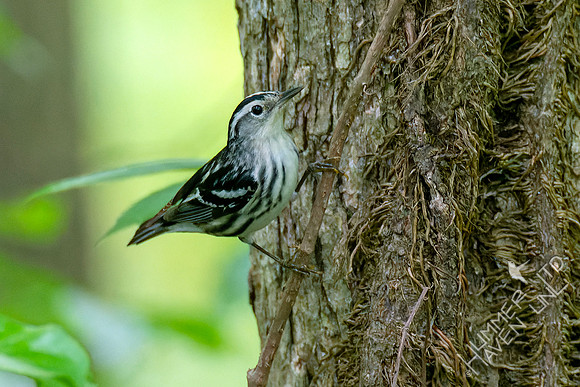 5-7-23 Black-and-white Warbler female