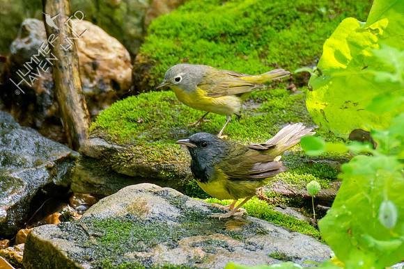 5-10-23 Nashville and Mourning Warblers