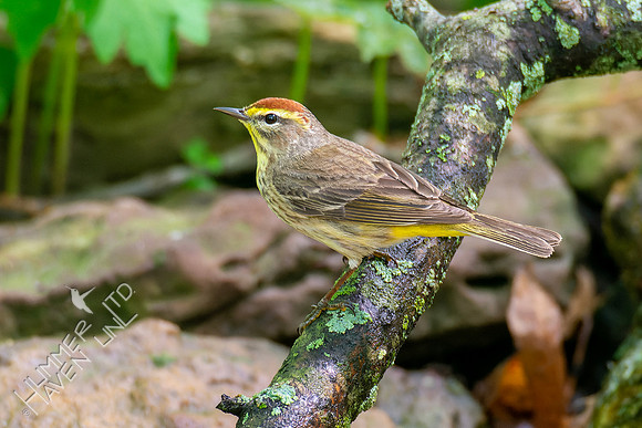 5-6-23 Palm Warbler