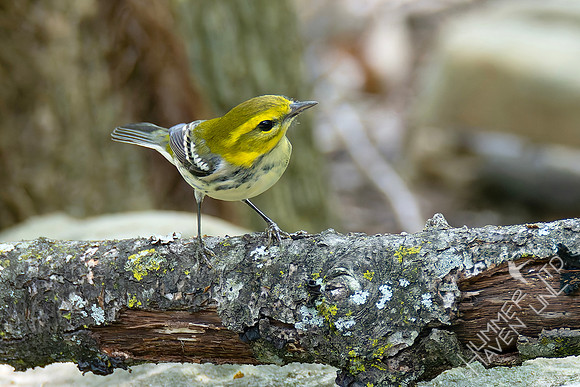 9-14-26 Black-throated Green Warbler