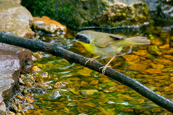 5-8-23 Common Yellowthroat