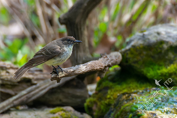 4-22-22 Eastern Phoebe