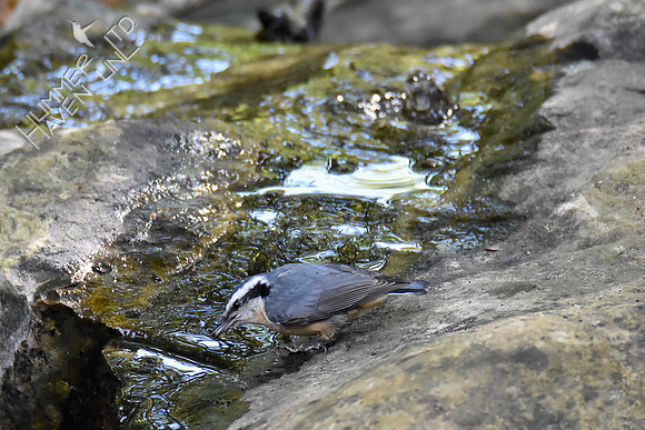 Red-breasted Nuthatch 10-7-16