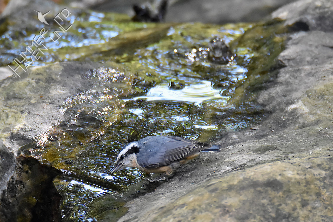 Red-breasted Nuthatch 10-7-16