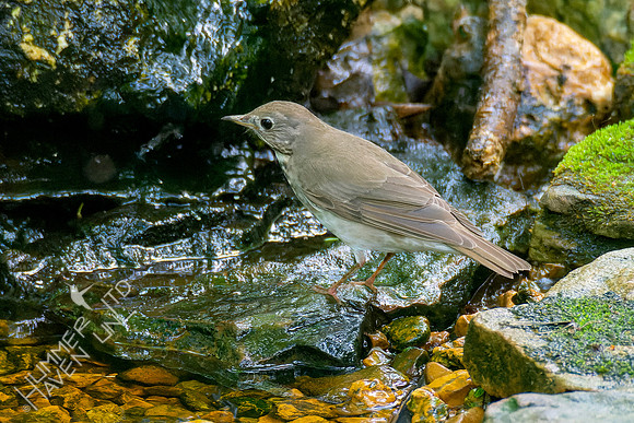 5-8-23 Gray-cheeked Thrush