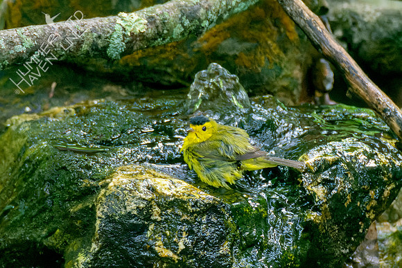 5-11-23 Wilson's Warbler