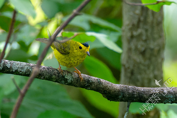 5-7-23 Wilson's Warbler