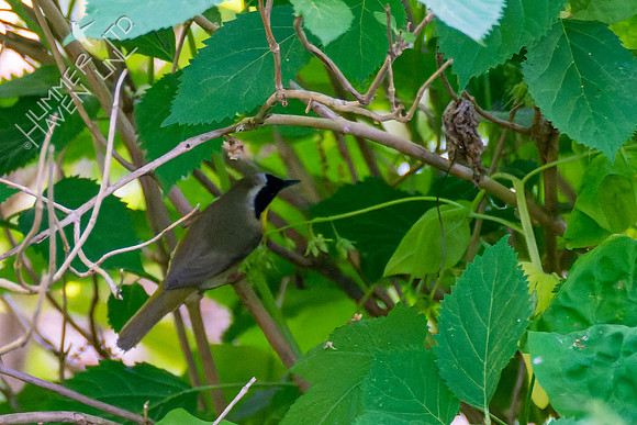 5-7-23 Common Yellowthroat