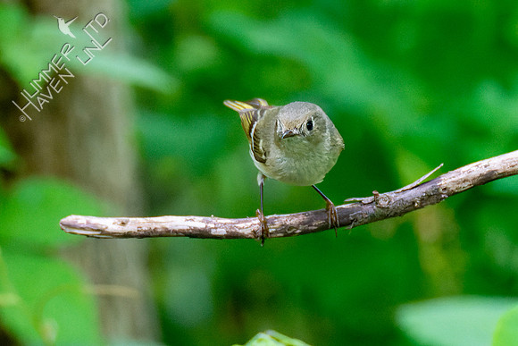5-7-23 Ruby-crowned Kinglet
