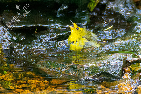 5-8-23 Wilson's Warbler