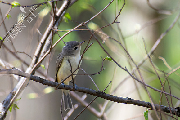 4-23-22 FOY 72 Warbling Vireo