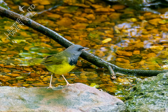5-10-23 Mourning Warbler