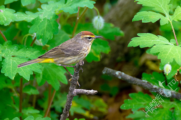 5-6-23 Palm Warbler