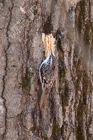 Brown Creeper 3-5-16