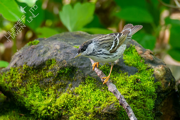 5-9-22 Blackpoll Warbler