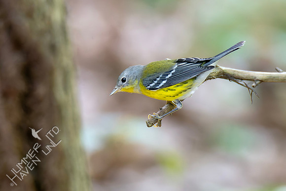9-14-26 Magnolia Warbler