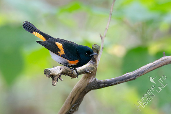 9-14-26 American Redstart