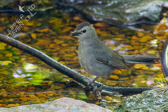 5-8-23 Gray Catbird