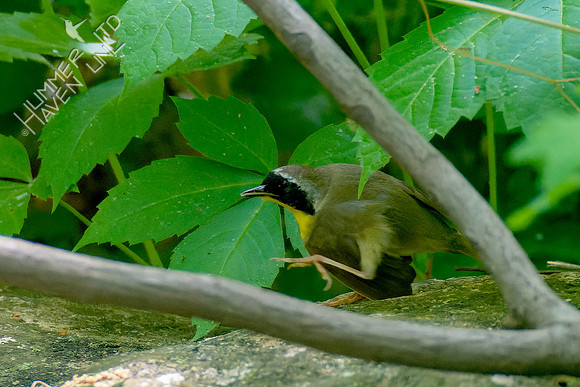 5-8-23 Common Yellowthroat