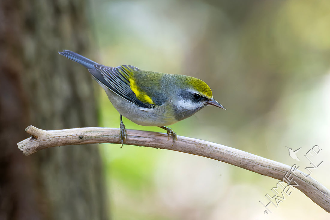 9-14-26 Golden-winged Warbler female B#74
