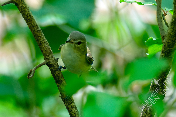 5-7-23 Philadelphia Vireo
