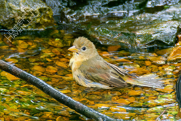 5-6-23 Summer Tanager Red morph female