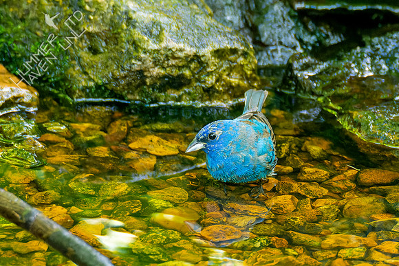 5-9-23 Indigo Bunting