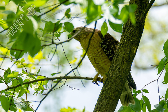 4-30-23 Red-shouldered Hawk