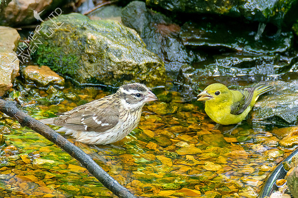 5-6-23 Rose-breasted Grosbeak and Scarlet Tanager females