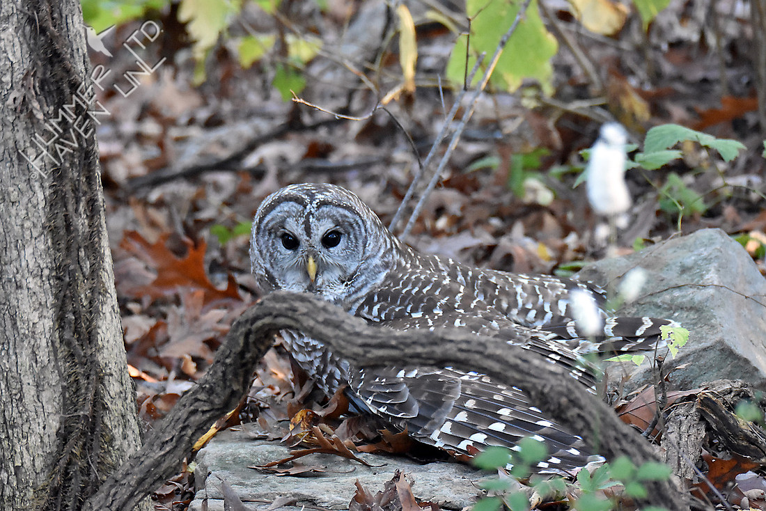 Barred Owl mantles its prey 11-4-16