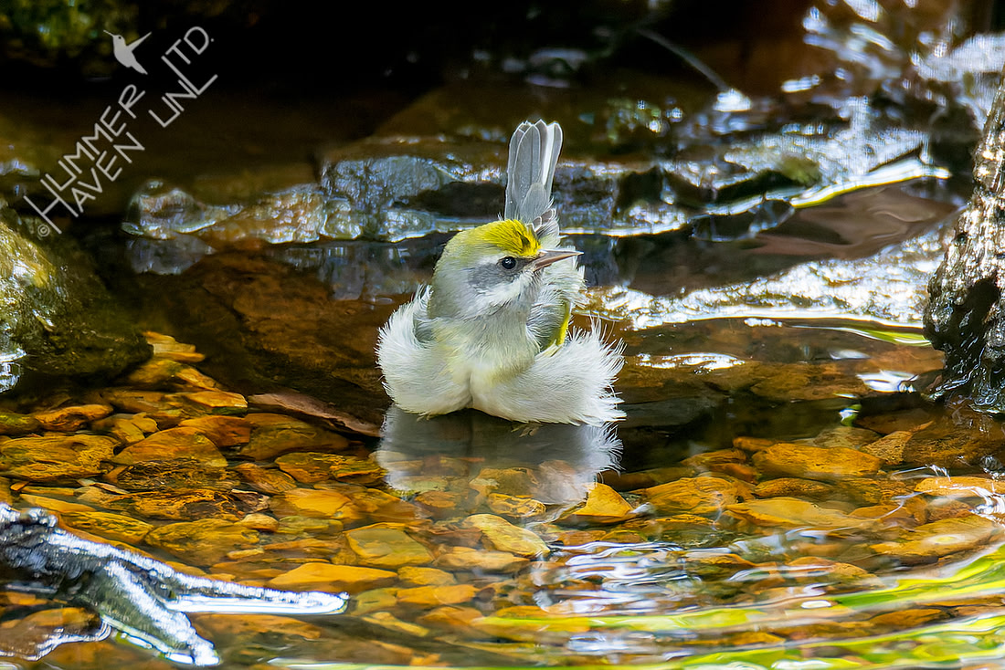 9-15-26 Golden-winged Warbler female