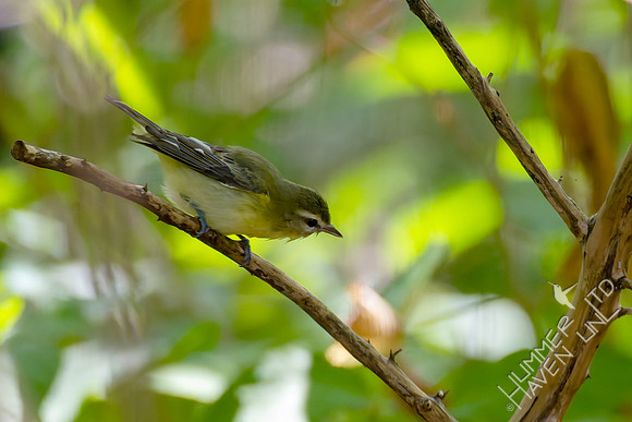 9-15-26 Philadelphia Vireo