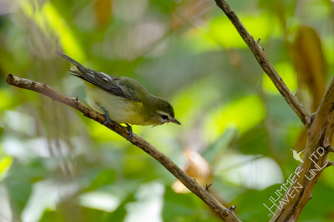 9-15-26 Philadelphia Vireo