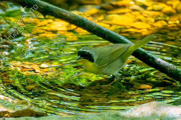 5-8-23 Common Yellowthroat
