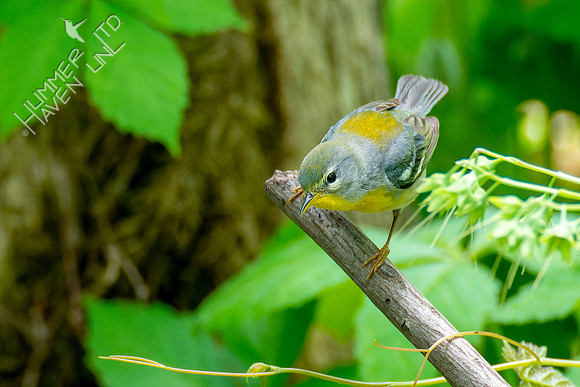 5-4-23 Northern Parula