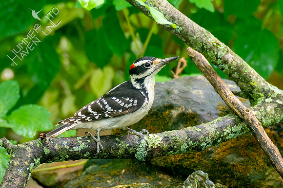 5-11-23 Hairy Woodpecker