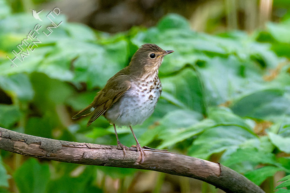 5-8-23 Swainson's Thrush