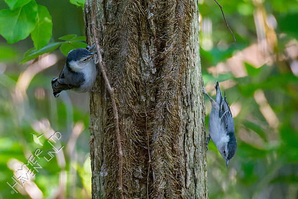 5-3-23 White-breasted Nuthatch juveniles