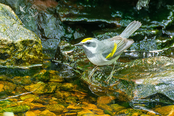 5-6-23 Golden-winged Warbler female