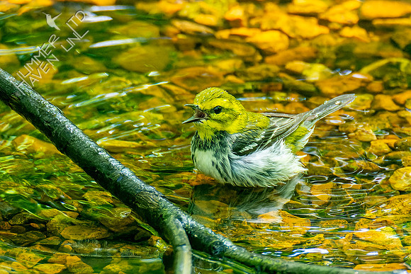 5-9-23 Black-throated Green Warbler