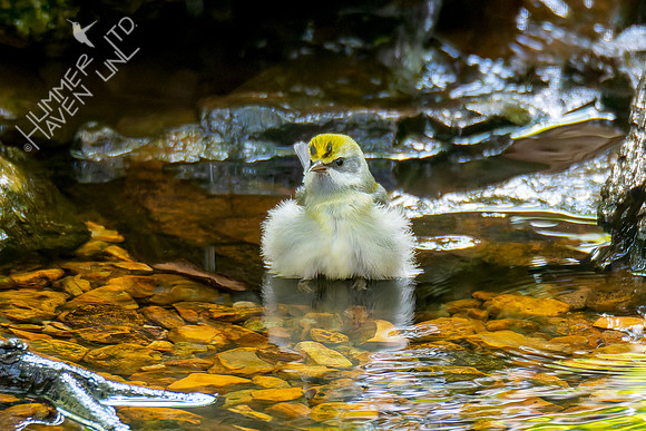 9-15-26 Golden-winged Warbler female